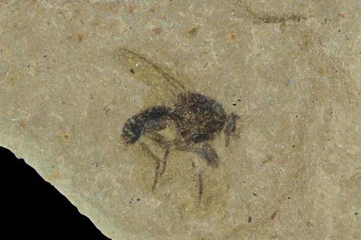 Very Detailed Fly Fossil - Green River Formation #101608